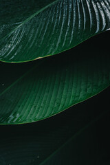 Deep green palm leaves background 