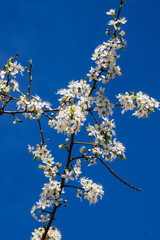 Cherry plum branch strewn with white flowers against a blue sky.