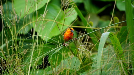 a red fody bird on Mahe Island, Seychelles, October
