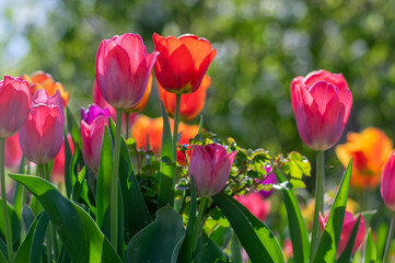 Amazing garden field with tulips of various bright rainbow color petals, beautiful bouquet of colors in sunlight daylight