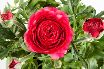 Rose, a different angle view in the portfolio.