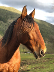 Fototapeta premium Portrait of wild brown horse Retrato de un caballo marrón salvaje 