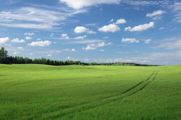 Large field with fresh green grass. The road leads far to the horizon. Blue sky with sparse clouds and forest on the background. Beautiful summer landscape.