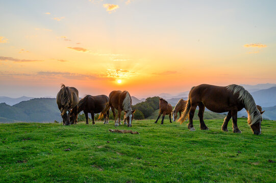 chevaux au pays basque