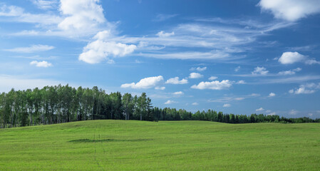 Large field with fresh green grass. The tracks from the wheels lead to the forest. Blue sky with sparse clouds and forest on the background. Beautiful summer landscape.