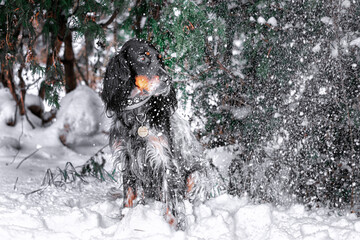 English setter outside winter portrait