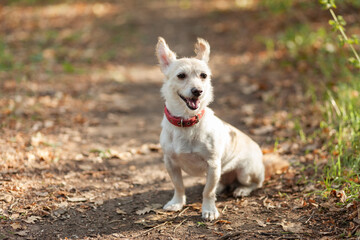 Cute inquisitive dog with collar ialone n the autumn forest