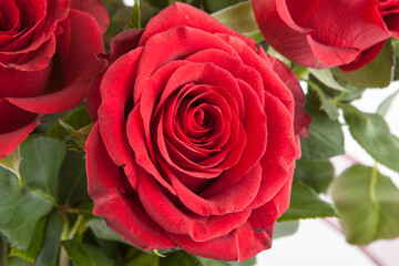 Rose, a different angle view in the portfolio.