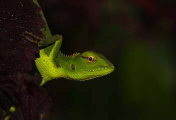green chameleon on a leaf