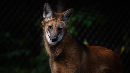 Mähnenwolf, tier, wild lebende tiere, säugetier, wild, kojote, hund, natur, raubtier, © Oliver