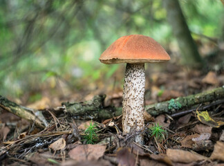 Beautiful wild mushroom Boletus aurantiacus growing in the forest. On the ground there are dry branches, leaves and coniferous needles. Beautiful blurred green background.