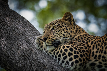 Obraz premium chilling Leopard