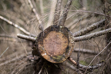 An old sawed-down tree lying in the forest. Cracked old saw cut.