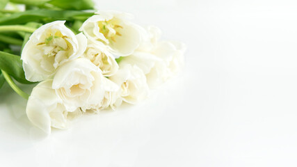 Fototapeta na wymiar Tulpen, weiß, gefüllt