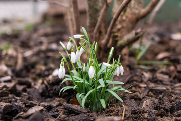 Schneeglöckchen im Garten im Frühling