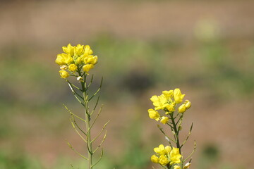 菜の花