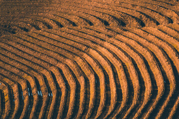 Beautiful terraced vineyard landscape in Friuli Venezia Giulia, Italy