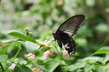 アジアに生息する黒い蝶。黒いアゲハチョウで、日本ではナガサキアゲハと呼ばれている。