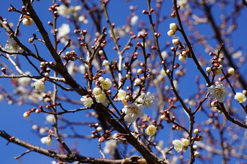 梅の花が咲き始める初春の青空