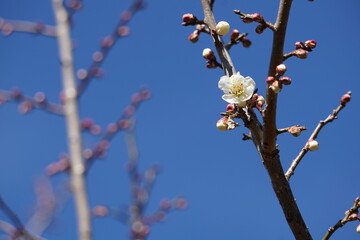 梅の花が咲き始める初春の青空