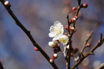 梅の花