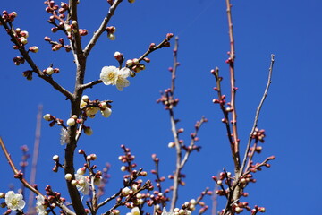梅の花が咲き始める初春の青空