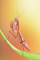 Prohierodula picta mantis macro on natural background