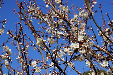 梅の花が咲き始める初春の青空
