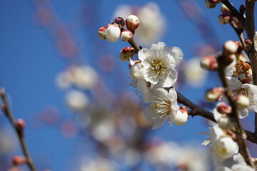 梅の花が咲き始める初春の青空