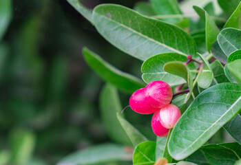 Bengal currant fruit or Carandas plum in a front garden.