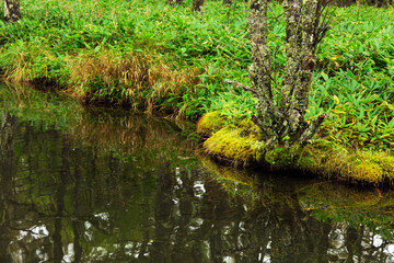 湧き水とクマ笹の群生