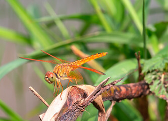 Dragonfly on the branches tree on out of focus background.