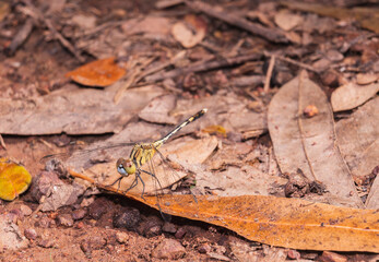 The yellow dragonfly stick to the dry leaves in harmony on the ground.