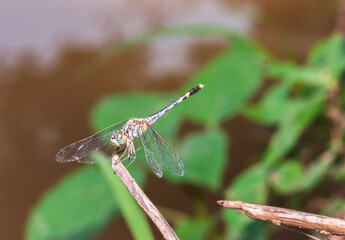 Dragonflies cling to dry branches along the canal on out of focus background.