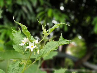 Eggplant flowers are in full bloom. Prepare to bear fruit.