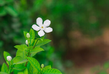 White gardenia blooming contrast with green background in front of the house on out of focus...