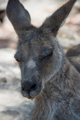 kangaroo in the zoo