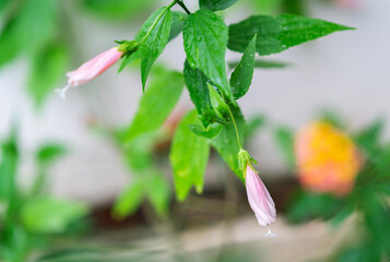 Pink hibiscus flowers blooming in the front garden on out of focus background.