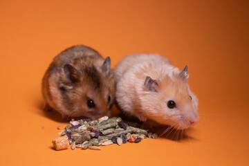 two, brown and beige, hamsters mouses eating food for rodents isolated on orange background. pets, pest