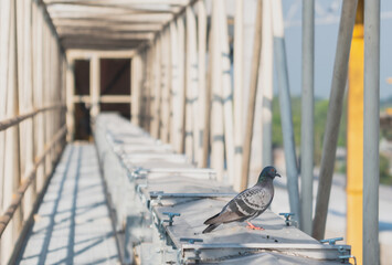 The pigeons feed on the feed mill.