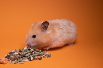 beige hamster mouse eating food for rodents isolated on orange background. pet, pest