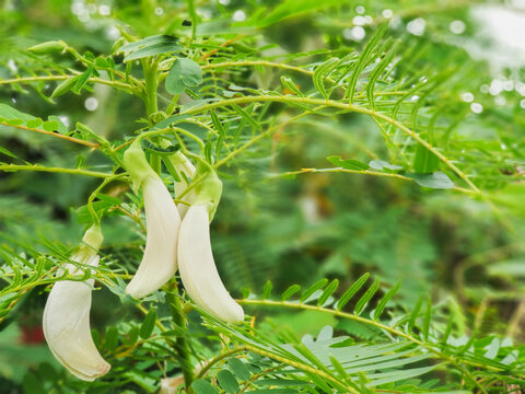 Sesbania grandiflora a medium sized tree Classified as a medicinal plant that foreigners see as rare and expensive, but in Thailand we are easy to find and cheap.