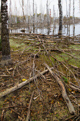 View of broken old branches in a birch grove