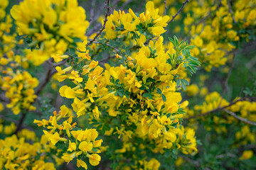 yellow flowers in the garden