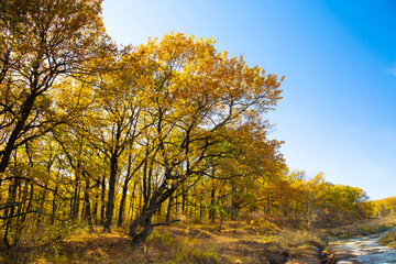 Oak trees in autumn colors against a blue sky