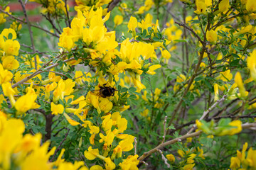 yellow flowers in the spring
