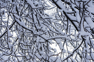 Branches of a tree in the snow on a background of a cloudy sky