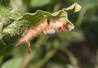 The leaf worm is lying behind the eggplant leaves.