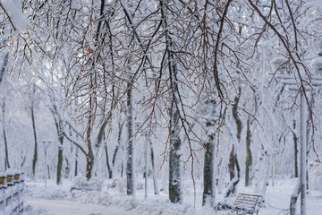 The branches of the tree are covered with ice in the foreground. Snow covered city park in the background