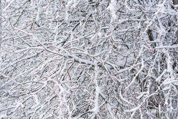 Many tree branches in the snow in the middle of the city park
